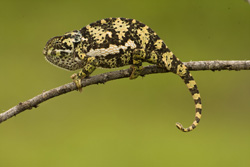 chameleon